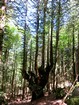 Tour des monts du Cantal : arbre cathédral