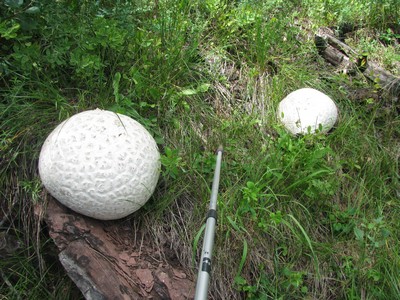 Dernier BIG champignon