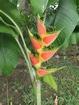 Guadeloupe