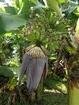 Guadeloupe