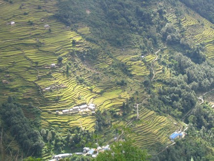 Entre Ghorapani et Birethanti - Vue sur les flancs de montagne ammenages en terrasse