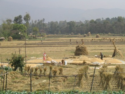 Entre Nagarkot et Bhaktapur - Travaux des champs
