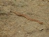 Premier rattlesnake au milieu du chemin !